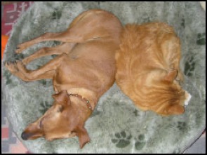 Belinda (dog) and Sherman (cat) sleeping together